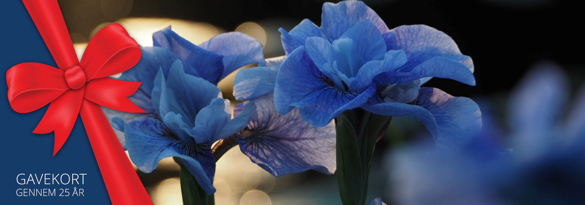 Gift card for a kingdom of experiences